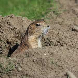 Black-tailed prairie dog