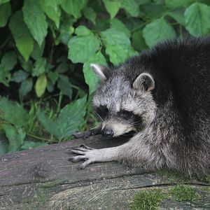Common raccoon