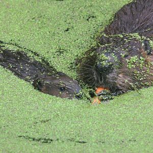 North American beaver with young