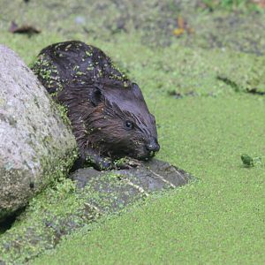 Young North American beaver