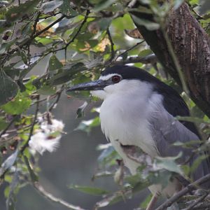 Black-crowned night heron