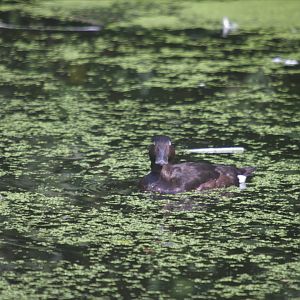 Baer's pochard