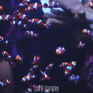 common clownfish