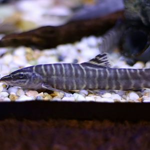 Sinibotia superciliaris