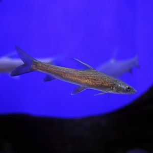 Schizothorax kozlovi