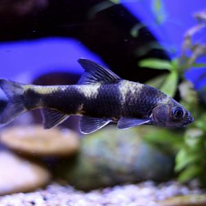 Chinese Lake Gudgeon (Sarcocheilichthys sinensis)