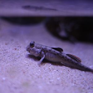 Shuttles Hoppfish (Periophthalmus cantonensis)