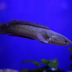 Small Snakehead (Channa asiatica)