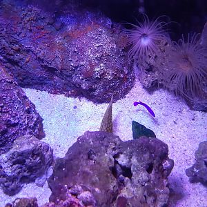 Pinecone Fish (Monocentris japonica)