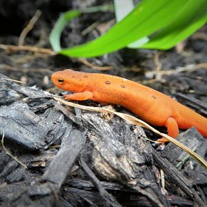 Red-spotted Newt