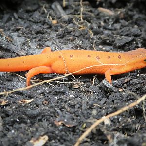 Red-spotted Newt