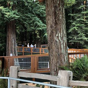 Redwood Sky Walk