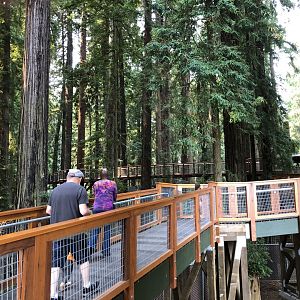 Redwood Sky Walk
