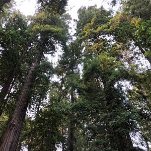 View from Redwood Sky Walk