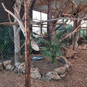 The most beautiful hornbill enclosure i've ever seen