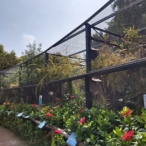 Part of the walktrough squirrel monkey enclosure (aviary)