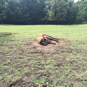Zoo Târgu-Mures 27.08.2021.