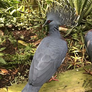 Victoria Crowned Pigeon