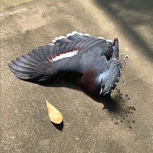 Victoria Crowned Pigeon Sunbathing