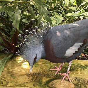 Victoria Crowned Pigeon
