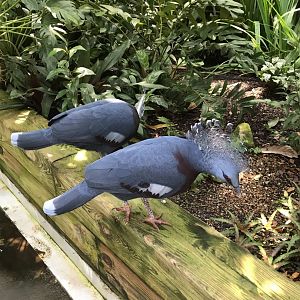 Victoria Crowned Pigeons