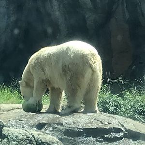 Anana eating a Gourd