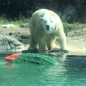 Anana the Polar Bear
