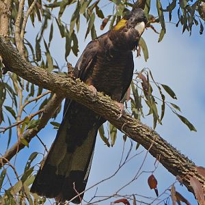 Yellow-tailed black cockatoo.