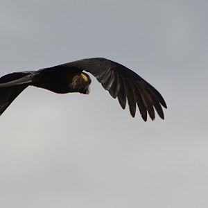 Yellow-tailed black cockatoo.