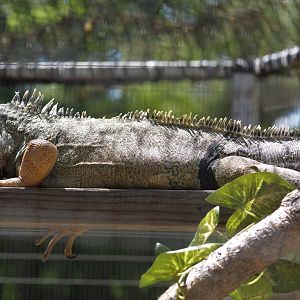 Green Iguana