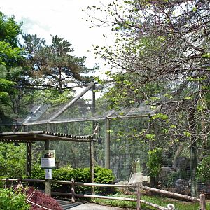 Spider Monkey Enclosure