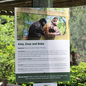 Spider Monkey Signage