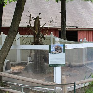 Eastern American Porcupine Enclosure