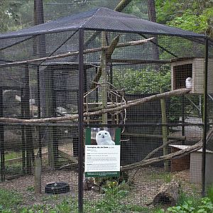 Snowy Owl Aviary