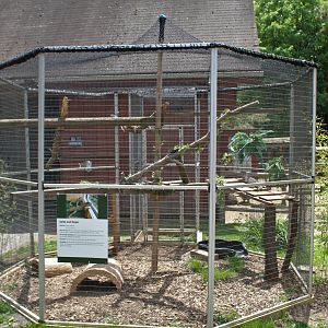 Green Iguana Enclosure