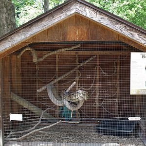 Red-Tailed Boa Stable