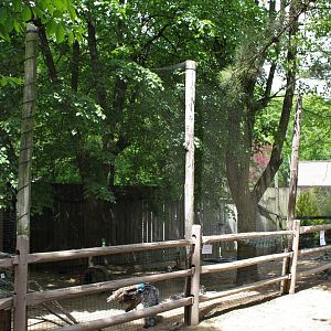 Indian Peafowl Aviary