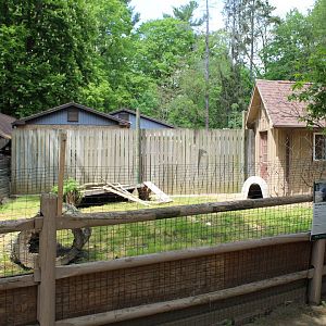 African Crested Porcupine Enclosure