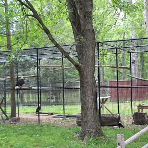 Eagle & Raven Aviary