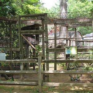 Red-Tailed Hawk Aviary