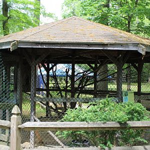Barred Owl Gazebo