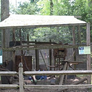 Northern Racoon Enclosure