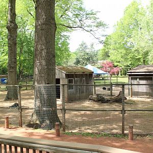 Bennett's Wallaby Enclosure