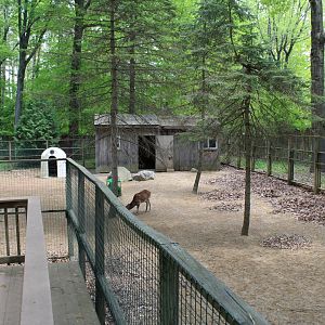 Sika & Muntjac Yard Part 1