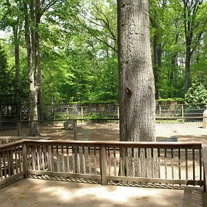 Sika & Muntjac Part 2