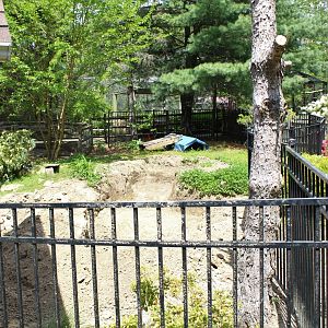 Potential Future Alligator Enclosure