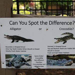 Alligator vs Crocodile Sign