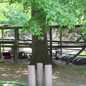 Grey Fox Enclosure