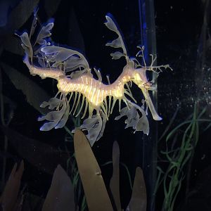 Leafy Sea Dragon
