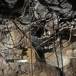 Lit Up African Fruit Bat Exhibit